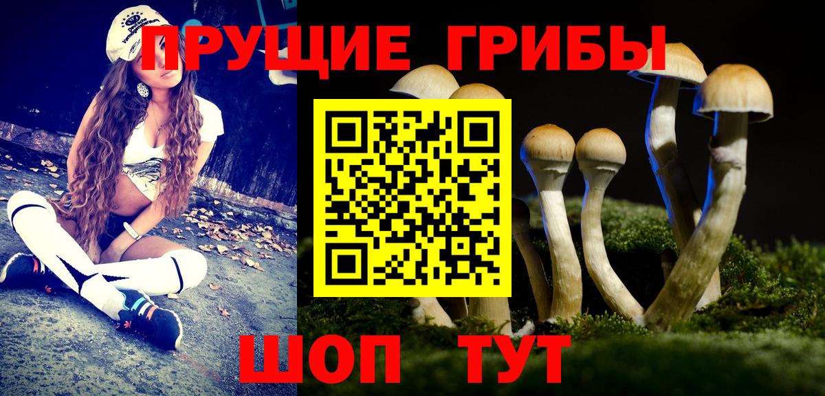 Галлюциногенные грибы Psilocybe Пугачёв